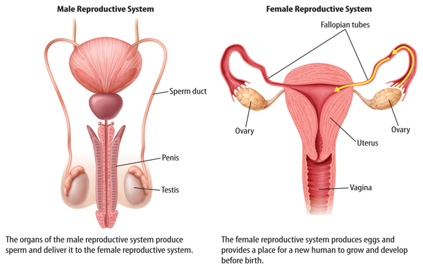 Reproductive Systems Paridhis Puberty Website